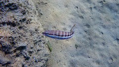 Serranus cabrilla