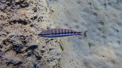 Serranus cabrilla