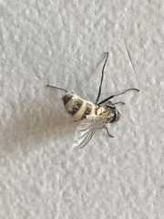 Entomophthora