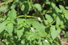 Heliotropium angiospermum