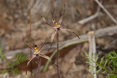 Caladenia sigmoidea