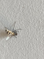Entomophthora