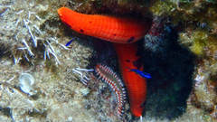 Ophidiaster ophidianus