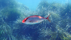 Seriola dumerili