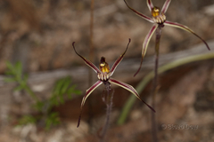 Caladenia sigmoidea