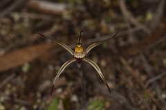 Caladenia sigmoidea
