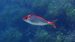 Seriola dumerili