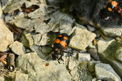 Nicrophorus vespilloides