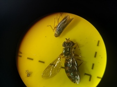 Eupeodes latifasciatus