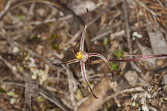 Caladenia sigmoidea