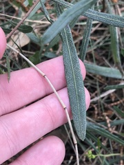 Dodonaea viscosa spatulata