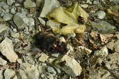 Nicrophorus vespilloides