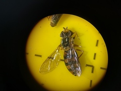 Eupeodes latifasciatus