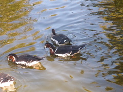 Branta ruficollis