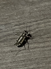 Salpingophora maindroni