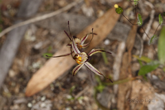 Caladenia sigmoidea