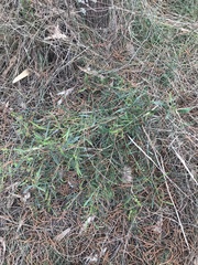 Dodonaea viscosa spatulata