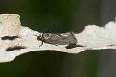 Leistomorpha brontoscopa