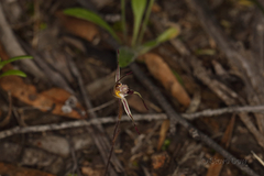 Caladenia sigmoidea