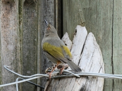 Camaroptera brachyura