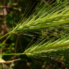 Hordeum murinum