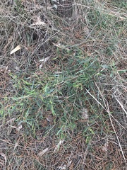 Dodonaea viscosa spatulata