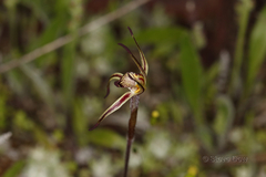 Caladenia sigmoidea