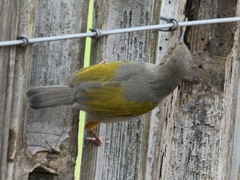 Camaroptera brachyura