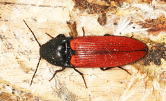 Ampedus sanguineus