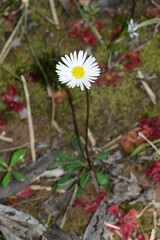 Allittia uliginosa