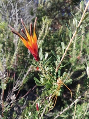 Lambertia inermis inermis