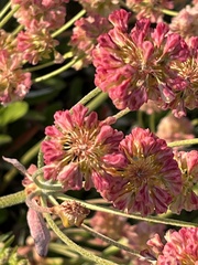 Eriogonum