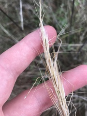Austrostipa densiflora
