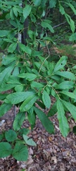 Salix bebbiana