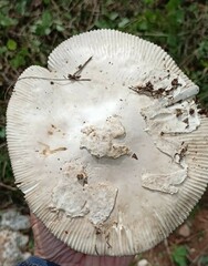 Amanita ceciliae