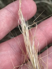 Austrostipa densiflora