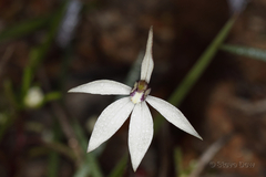 Caladenia saccharata