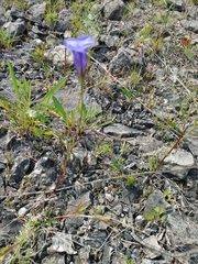 Gentianopsis