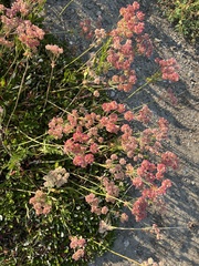 Eriogonum