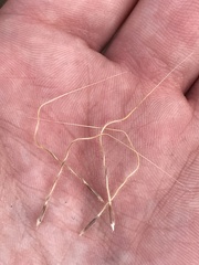 Austrostipa densiflora