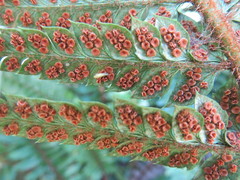 Polystichum neolobatum