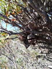 Hakea corymbosa