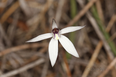 Caladenia saccharata