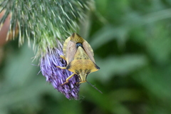 Carpocoris fuscispinus