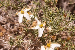 Zinnia acerosa