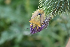 Carpocoris fuscispinus