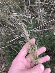 Austrostipa densiflora