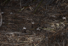 Caladenia saccharata