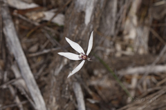 Caladenia saccharata