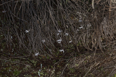 Caladenia saccharata